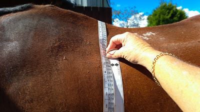 Owner using a weight tape on her horse